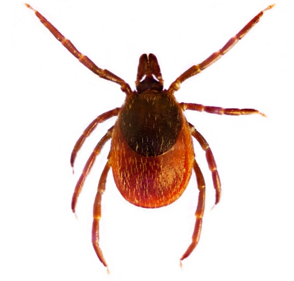 Ixodes ricinus arba paprastoji erkė